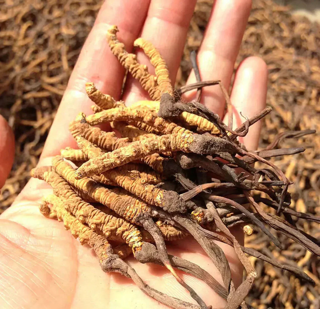 Wat is Cordyceps?